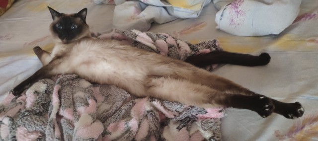 Котовторник!