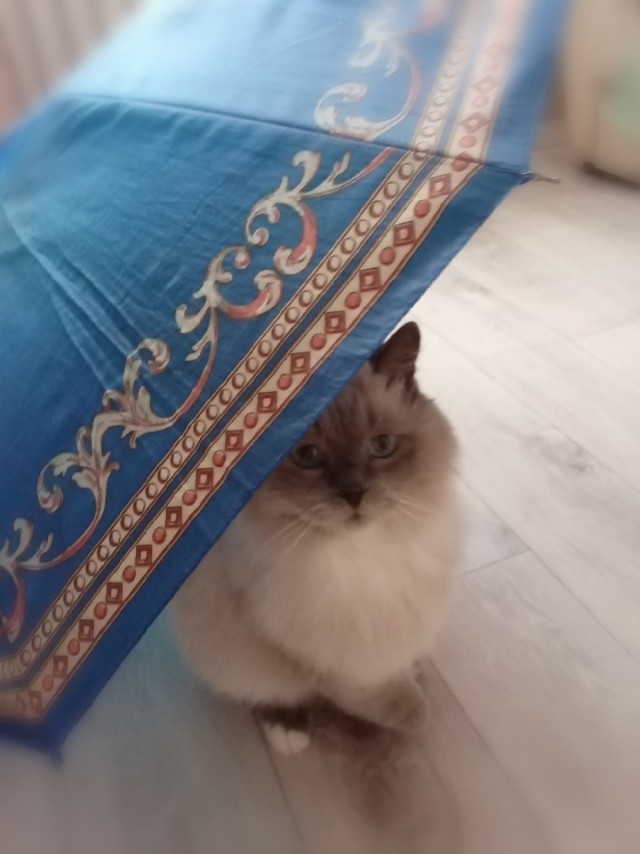 Подборка всякой живности