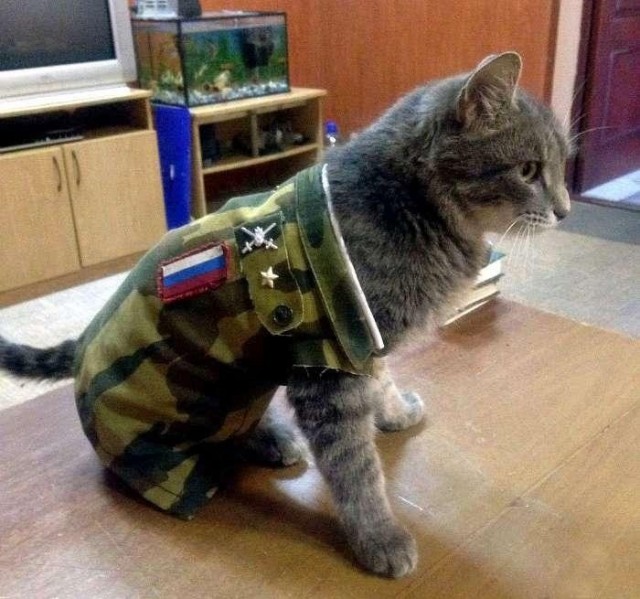 Котёнок