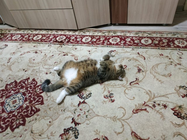 Кот Василий