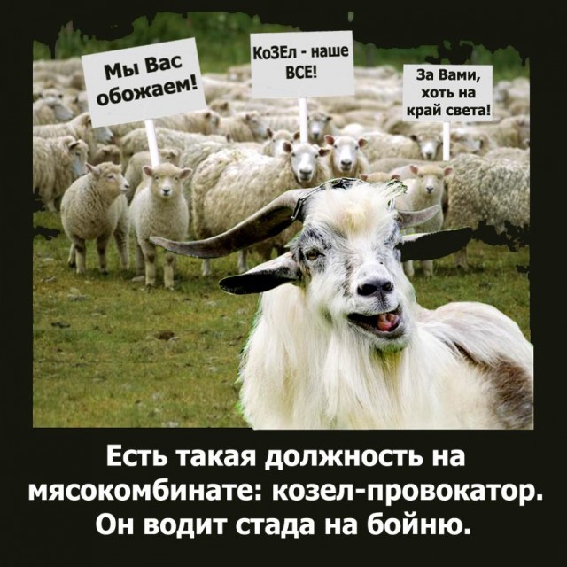 "Ты полудурок, опять начинаешь, е*учий шакал"