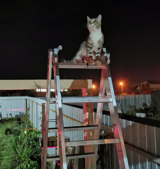 Котовторник вроде.
