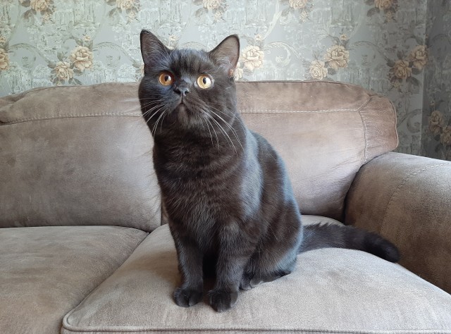 А это мой котан к котовторнику