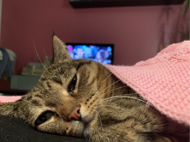 Котовторник ведь начался!