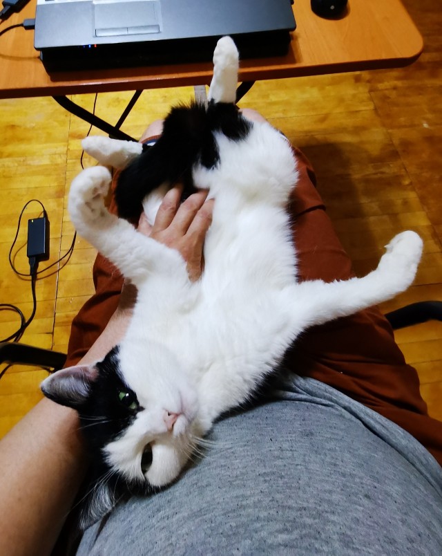 Начну котовторник чуть раньше!