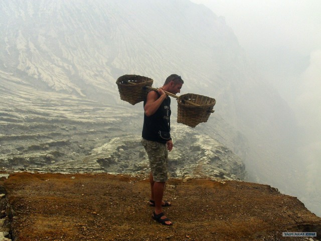 Они живут только 40 лет