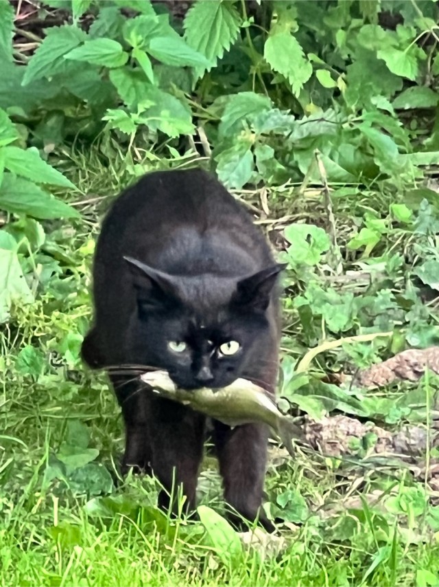 Кот