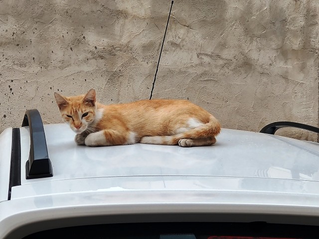 На котовторник
