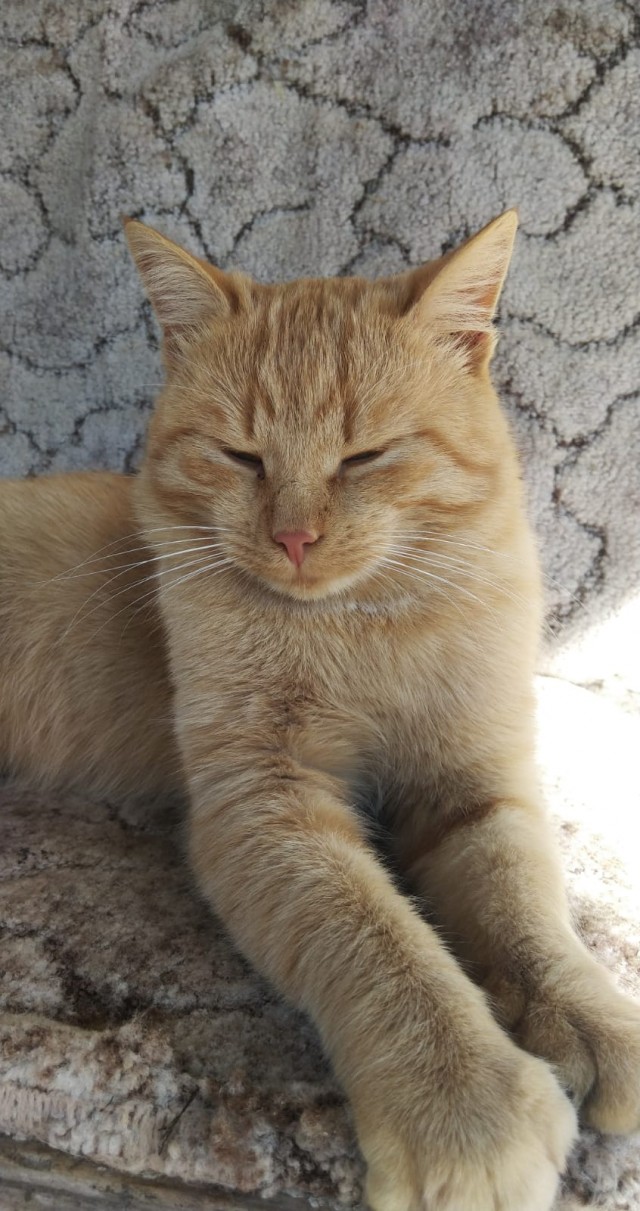 Котовторник 1.11.22
