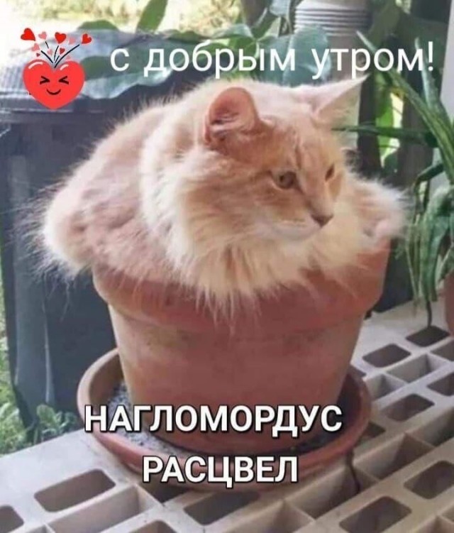 Люся