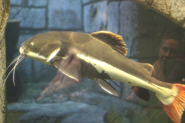 Деревенская Америка