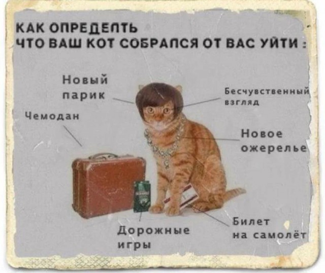 Рыжего кота в багаже нашли в аэропорту Нью-Йорка.