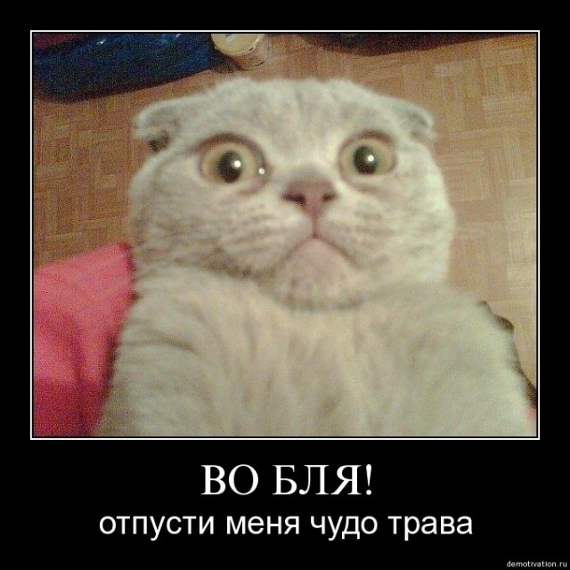 Приколы (баяны)