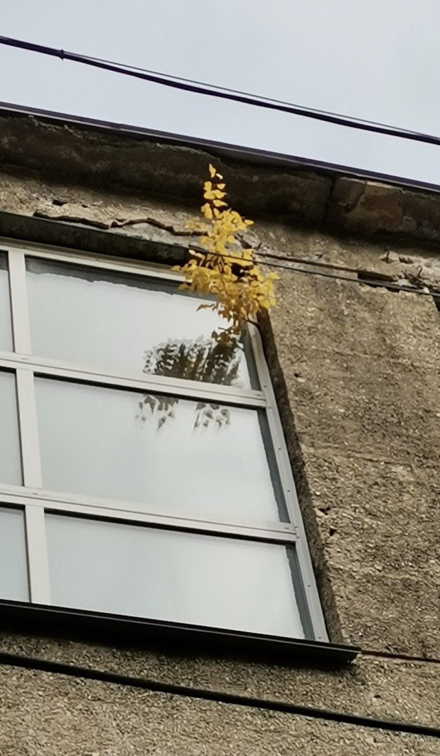 Стремление к жизни
