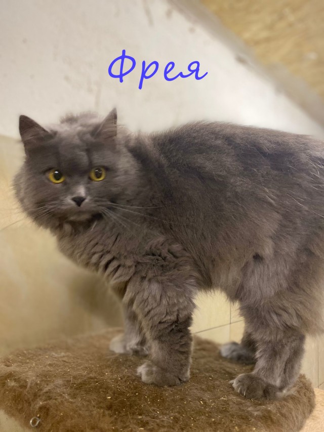 Жизнь домашнего приюта "Котоленд" 414