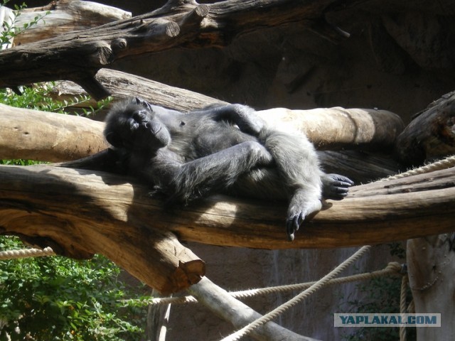 Хочу дачу на канарах!