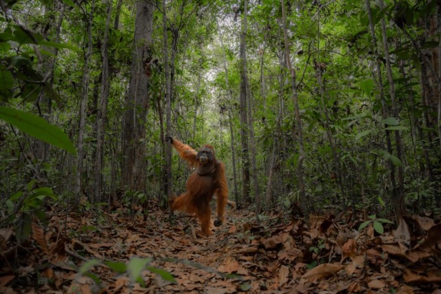 Представлены лучшие снимки дикой природы, получившие награду Sony World Photography Awards 2024