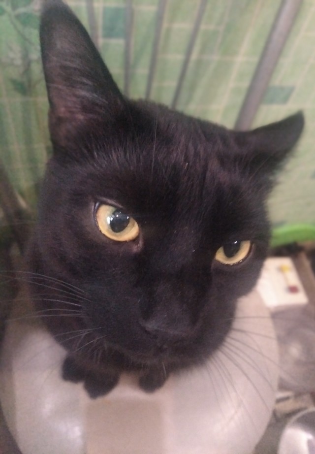Котовторник 09.04.24