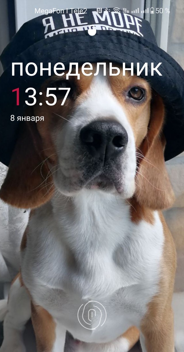 К собакочетвергу