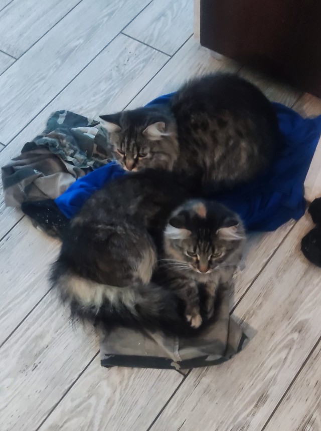 Подкидыш к котовторнику