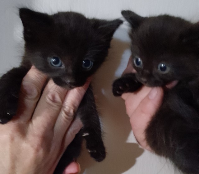 День чёрной кошки отмечается сегодня