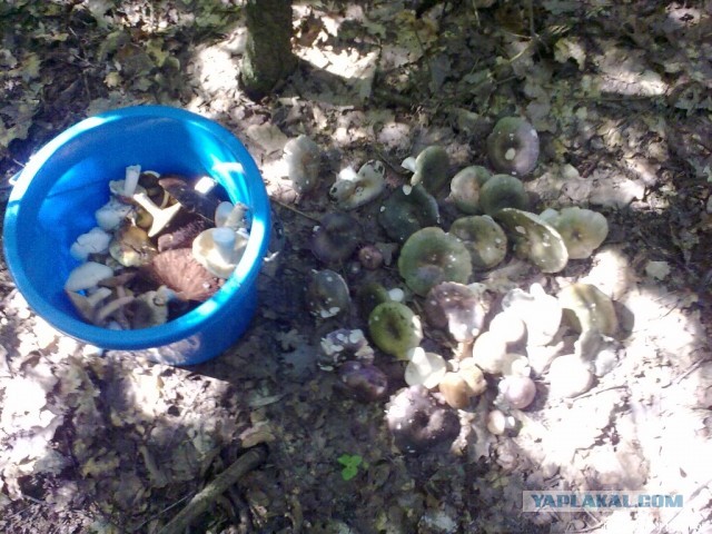 Поход за грибами,