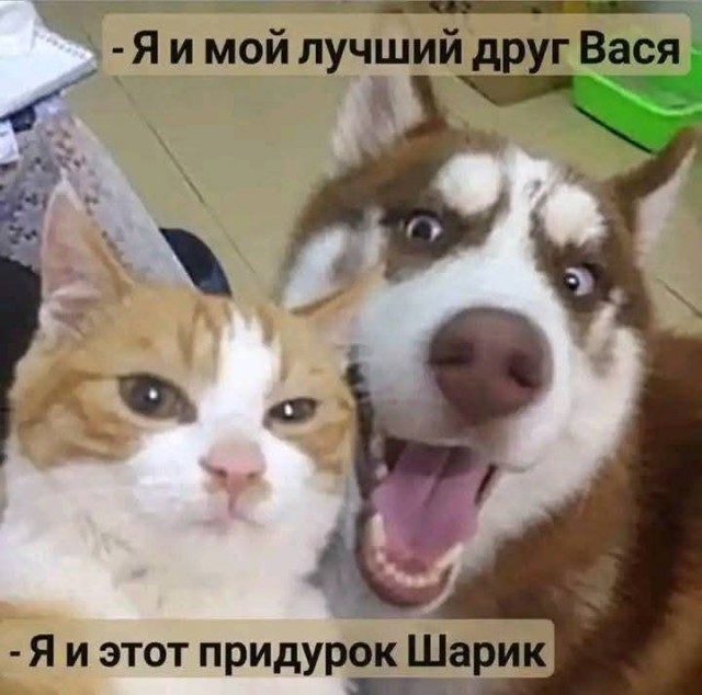 К котовторнику.