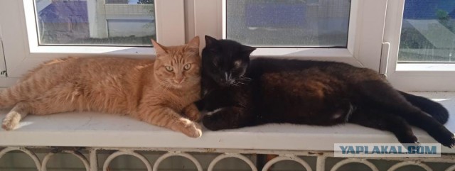 Смешные коты, которые бы победили на конкурсе абсурдных фотографий