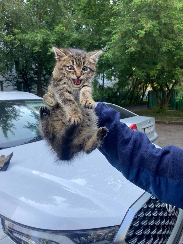 Спасатели достали маленькую кошечку из вентиляции бомбоубежища в Москве