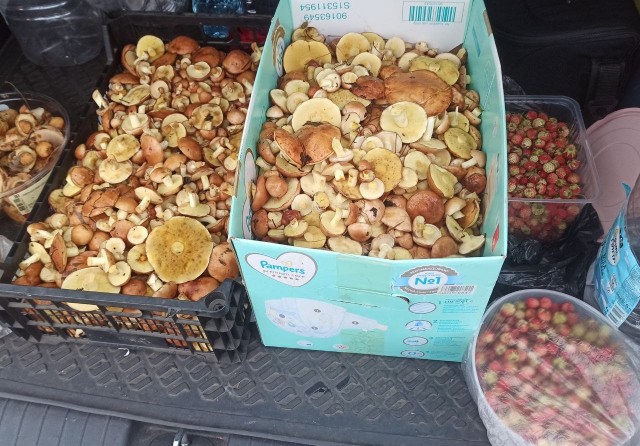 Грибной поход . День второй