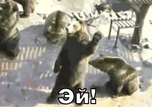 Медведь насмотрелся картинок