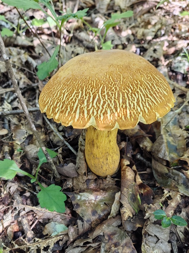 Грибное