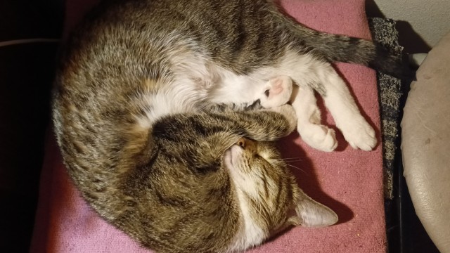 80 г => 3,1 кг (котовторник)