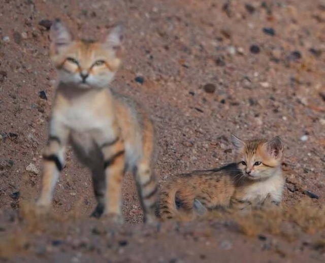 Фотограф запечатлел целую семью песчаных кошек на Ближнем Востоке⁠⁠