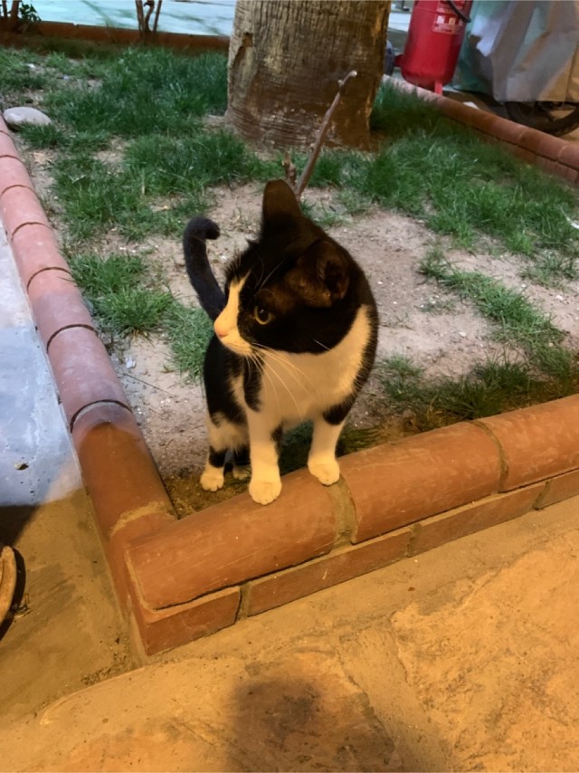 Просто одно котэ