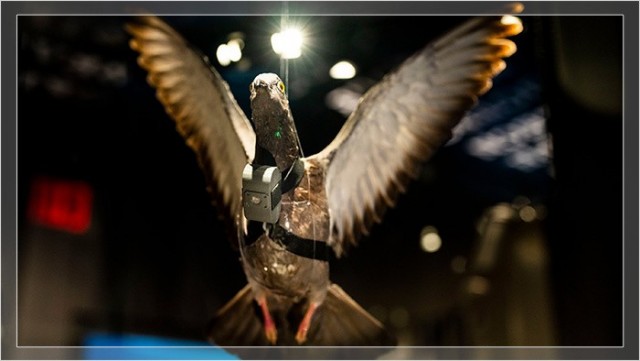 Голуби - шпионы.