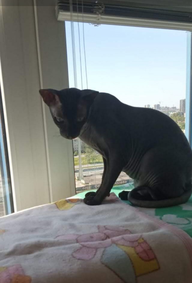 Котовторник