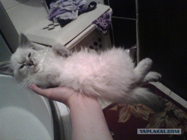 Котовторник  30.07.2013