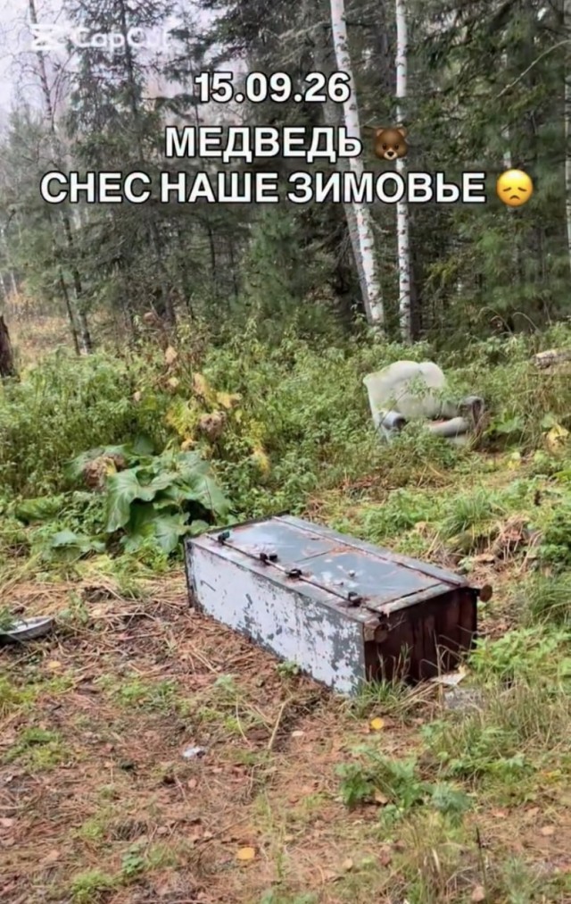 Житель Красноярского края отвлёк медведя хлебом — так он смог спастись