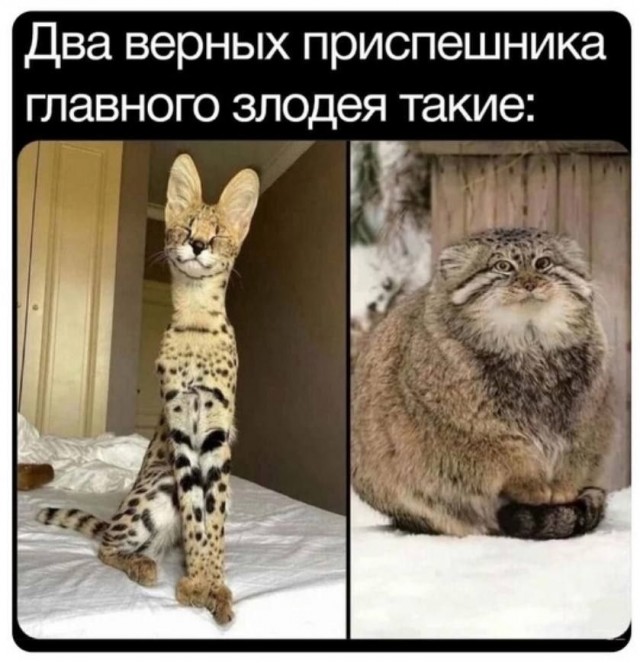 Картинки для деградации 293 (разной степени свежести)