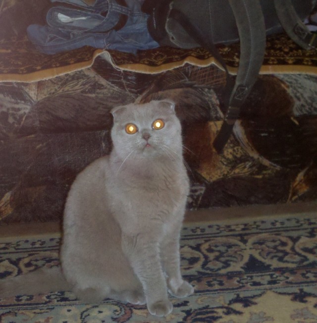 Котовторник 17.09.2013