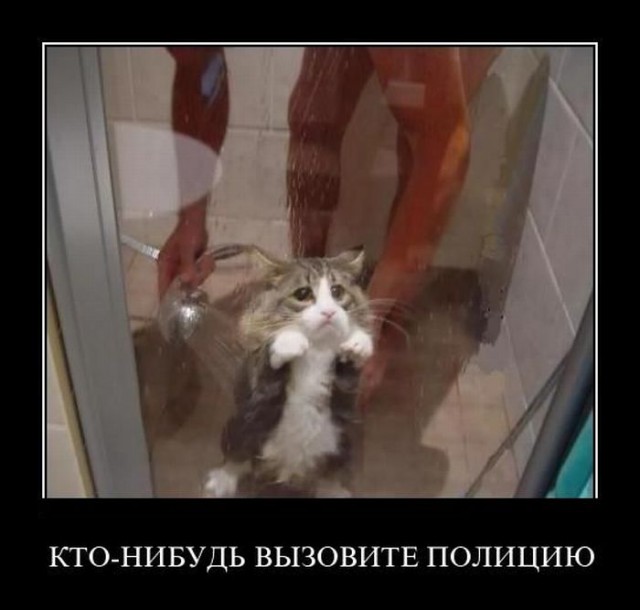 Купание кота в раковине