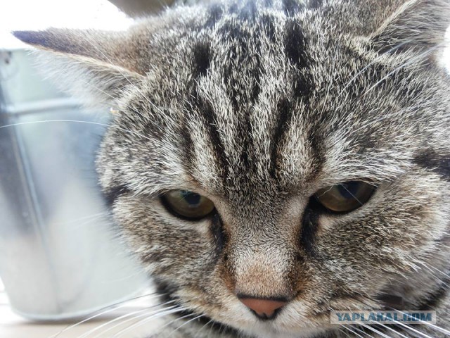 Котовторник 29.10.2013