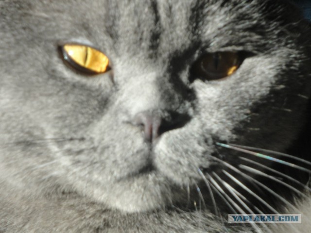 Котовторник  05.11.2013