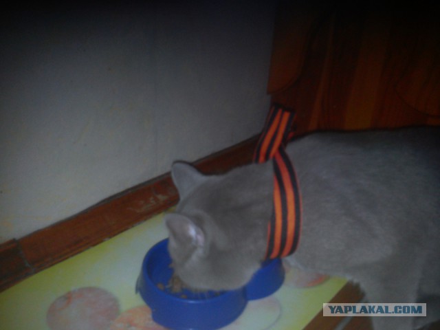 Котовторник 22.04.2014