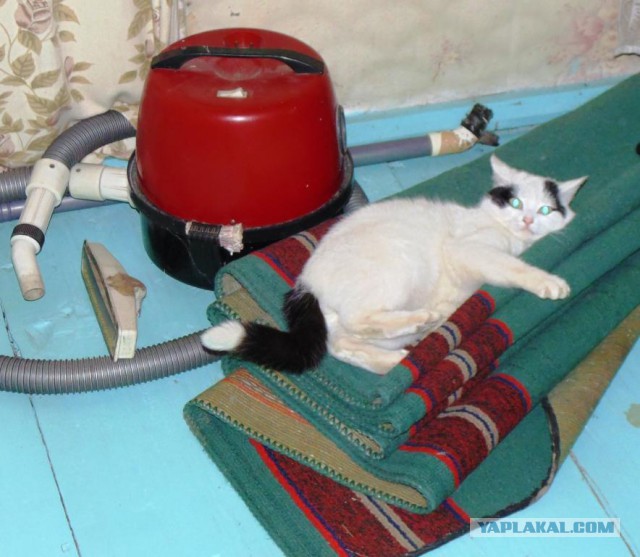 С Котовторником!
