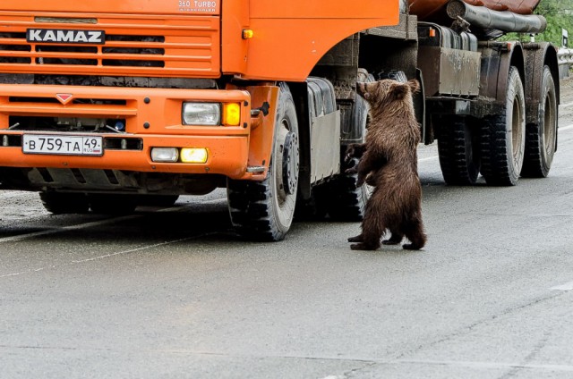 Медвежата с Колымской трассы