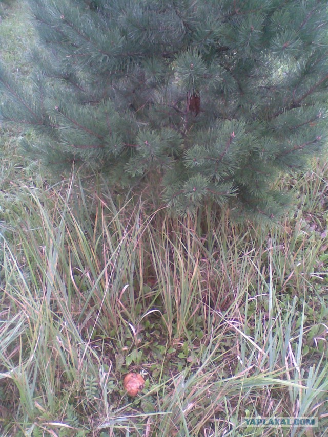 Мои грибочки...