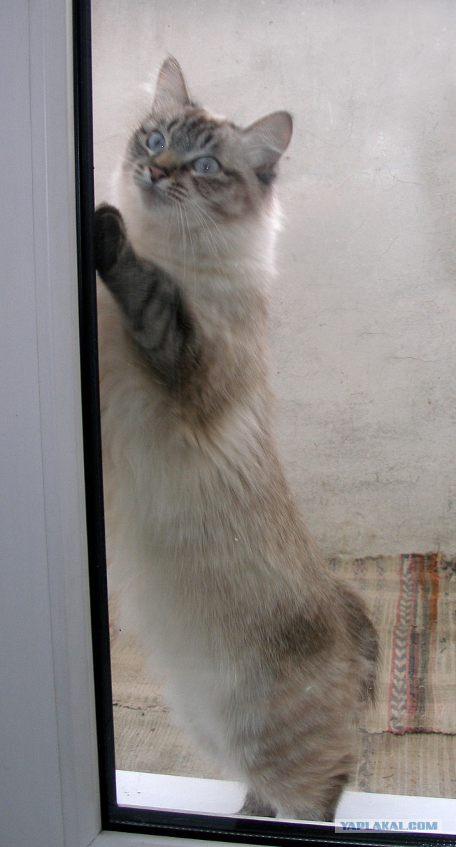 Котовторник 27.01.2015