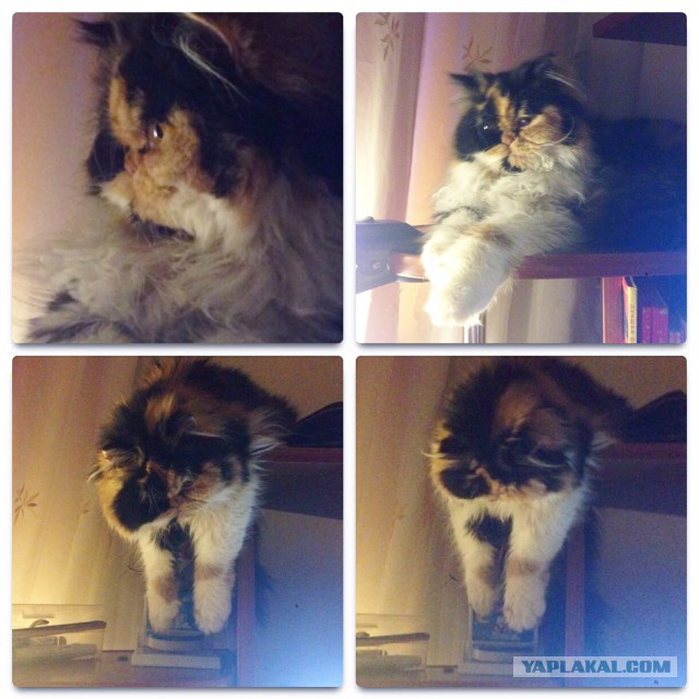 Котовторник